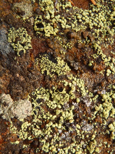 Rhizocarpon ridescens