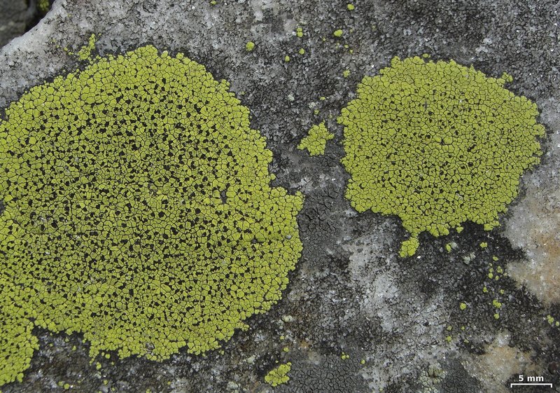 Rhizocarpon riparium