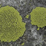 Rhizocarpon riparium