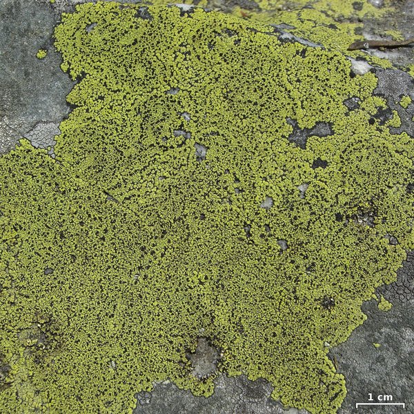 Rhizocarpon riparium