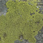 Rhizocarpon riparium