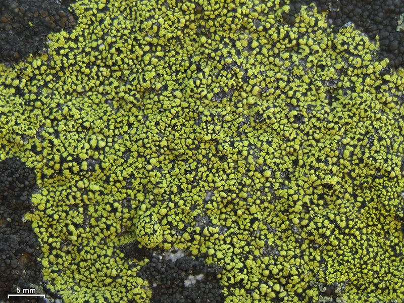 Rhizocarpon riparium