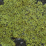 Rhizocarpon riparium