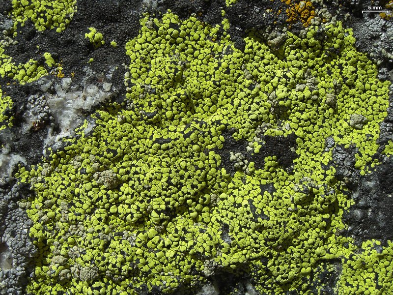 Rhizocarpon riparium