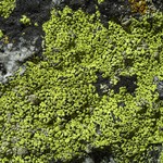 Rhizocarpon riparium