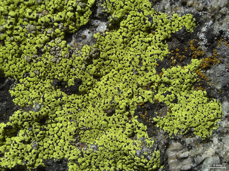 Rhizocarpon riparium