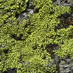 Rhizocarpon riparium