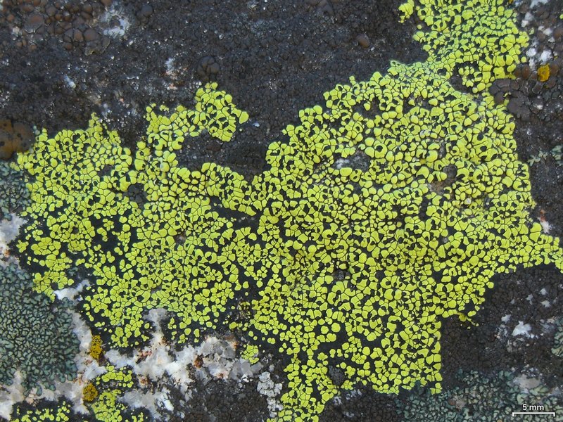 Rhizocarpon riparium