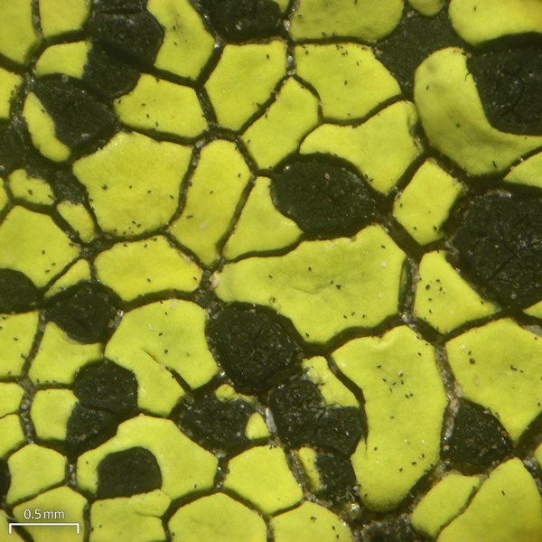 Rhizocarpon riparium