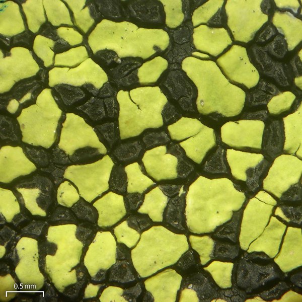 Rhizocarpon riparium