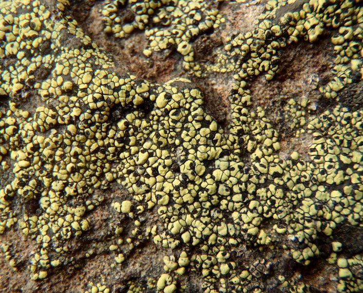 Rhizocarpon riparium
