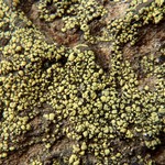 Rhizocarpon riparium