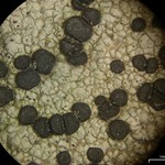 Rhizocarpon rubescens