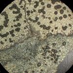 Rhizocarpon rubescens