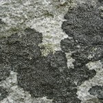 Rhizocarpon subgeminatum