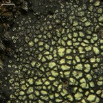 Rhizocarpon sulphurosum