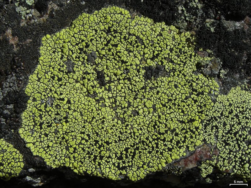Rhizocarpon superficiale