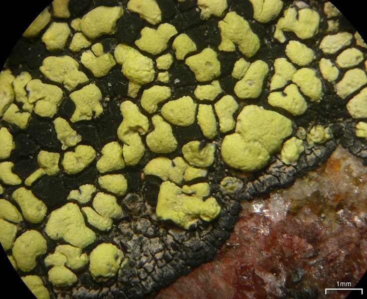 Rhizocarpon superficiale