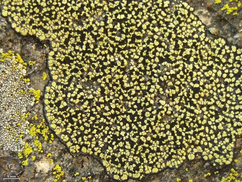 Rhizocarpon superficiale