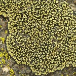 Rhizocarpon superficiale
