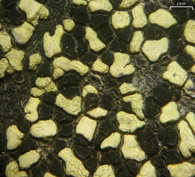 Rhizocarpon superficiale