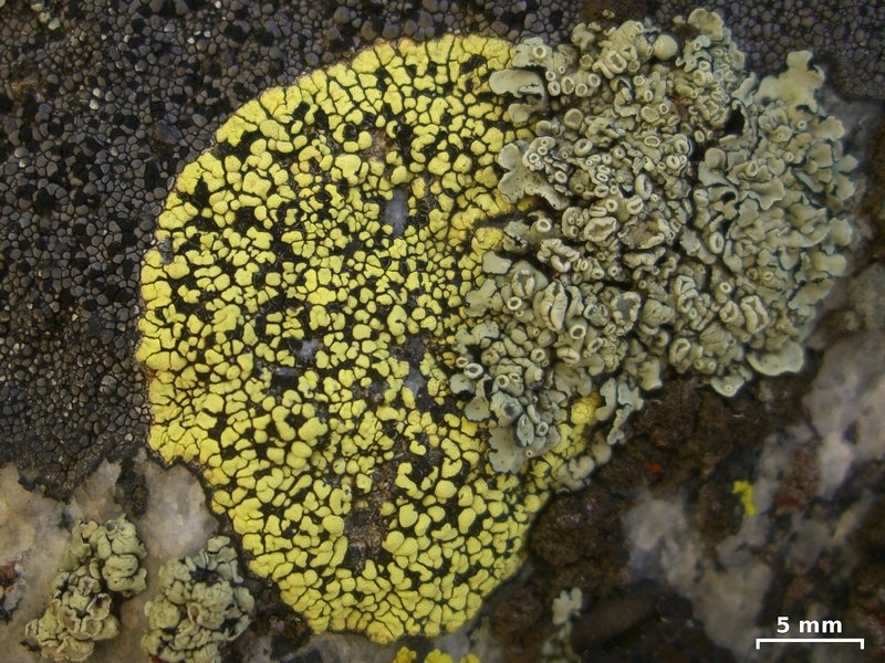 Rhizocarpon superficiale