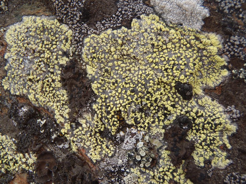 Rhizocarpon superficiale
