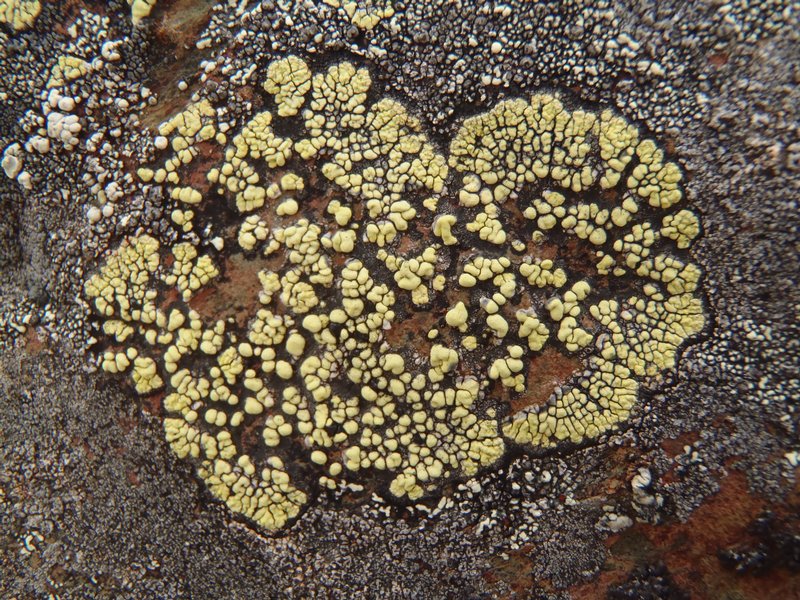 Rhizocarpon superficiale