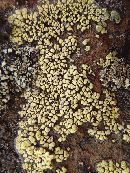 Rhizocarpon superficiale