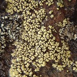 Rhizocarpon superficiale