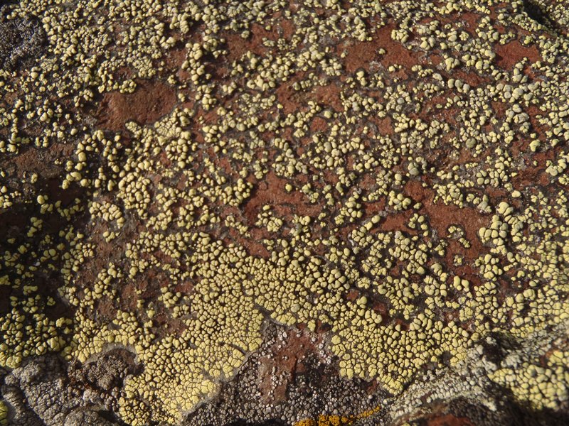Rhizocarpon superficiale