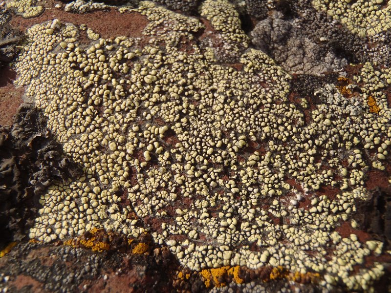 Rhizocarpon superficiale