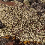 Rhizocarpon superficiale
