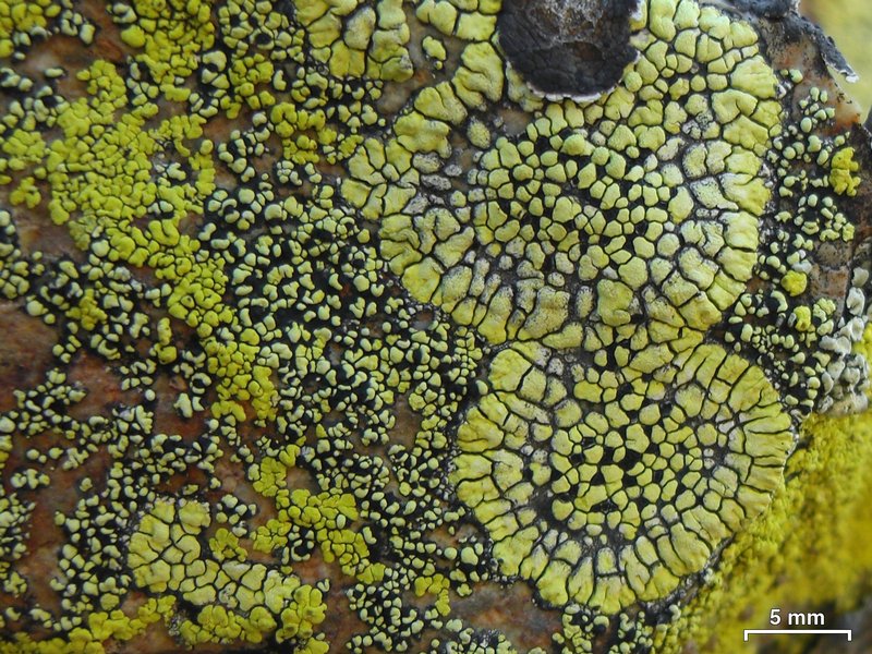 Rhizocarpon superficiale