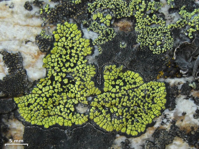 Rhizocarpon superficiale