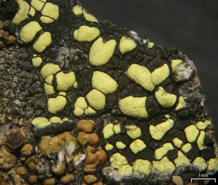 Rhizocarpon viridiatrum