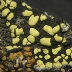 Rhizocarpon viridiatrum