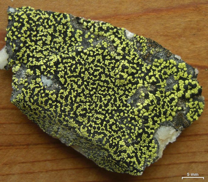 Rhizocarpon viridiatrum