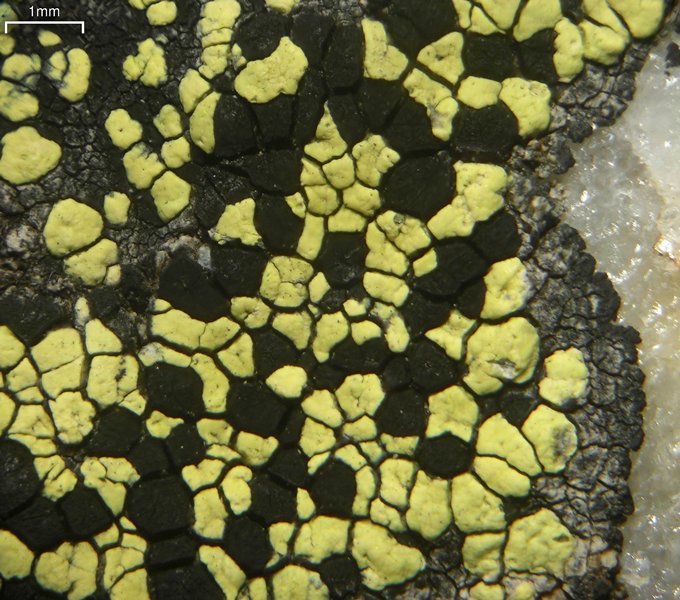 Rhizocarpon viridiatrum