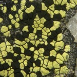 Rhizocarpon viridiatrum