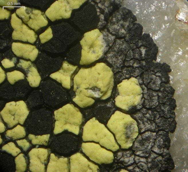 Rhizocarpon viridiatrum