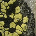 Rhizocarpon viridiatrum