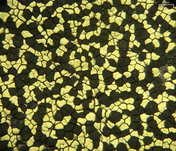 Rhizocarpon viridiatrum