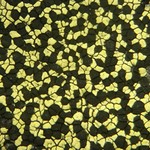 Rhizocarpon viridiatrum