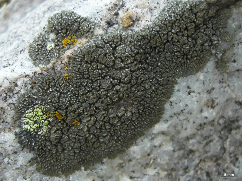 Rhizocarpon viridiatrum