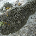 Rhizocarpon viridiatrum
