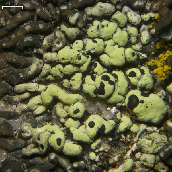 Rhizocarpon viridiatrum