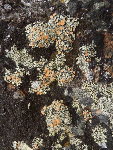 Rhizoplaca chrysoleuca