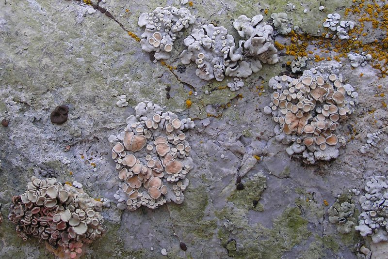 Rhizoplaca chrysoleuca