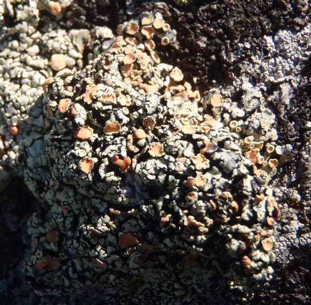 Rhizoplaca chrysoleuca